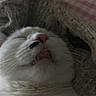 cat, close_up, white_cat, black_spot, nose, whiskers, teeth, sleeping, blanket, texture, cozy, indoors, pet, feline, fur, pink_background, checkered, relaxing, mouth_open, animal