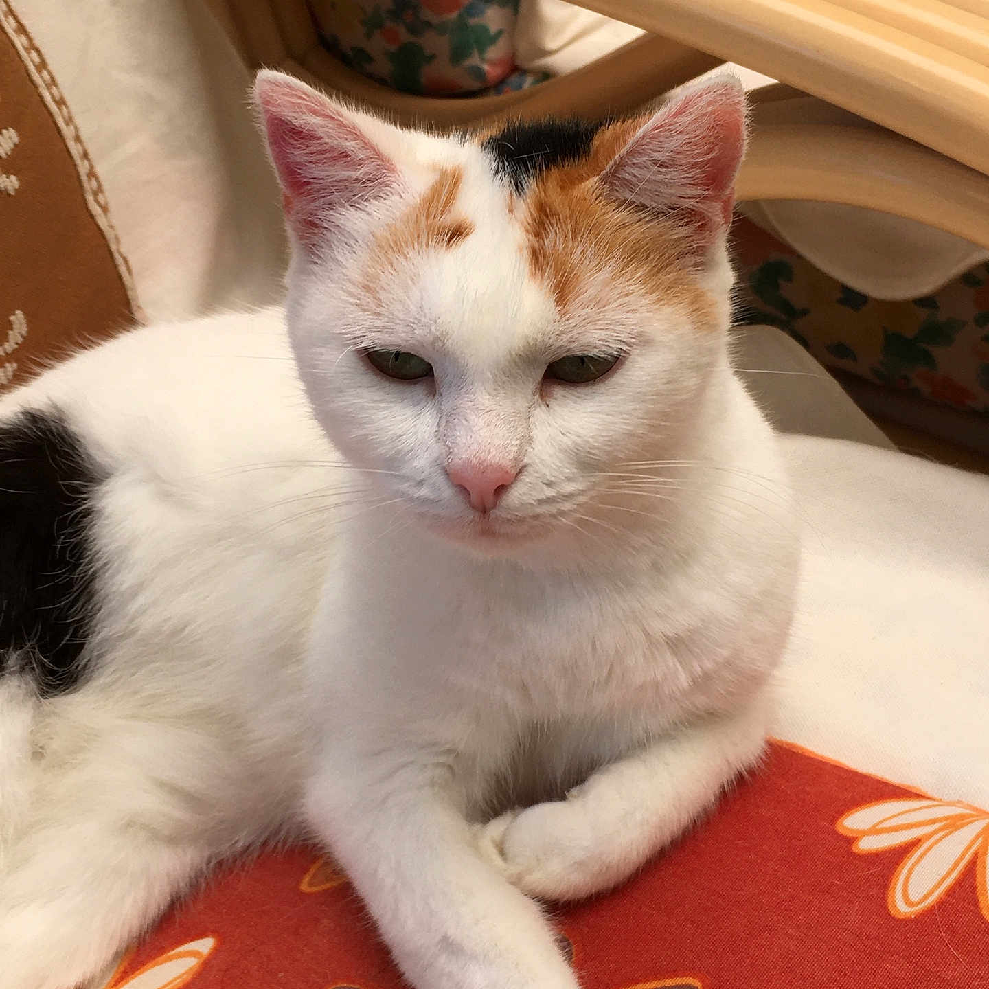 Mimi participe au concours pour gagner de l'argent avec cette photo : cat, white_cat, orange_patch, black_patch, pet, animal, feline, indoor, cushion, floral_pattern, wooden_furniture, resting, cute, fur, whiskers, ears, paw, closeup, relaxed, domestic_cat