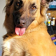 Isabel joined the competition — help win amazing prizes! dog, tongue, golden_fur, indoor, pet, playful, close_up, ears, face, animal, cute, friendly, canine, fur, expression, portrait, household, blurry_background, muzzle, looking