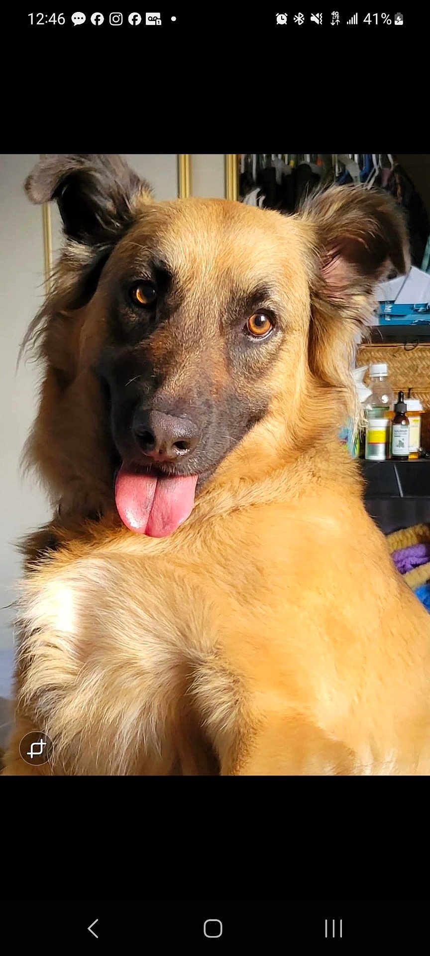 Isabel joined the competition — help win amazing prizes! dog, tongue, golden_fur, indoor, pet, playful, close_up, ears, face, animal, cute, friendly, canine, fur, expression, portrait, household, blurry_background, muzzle, looking