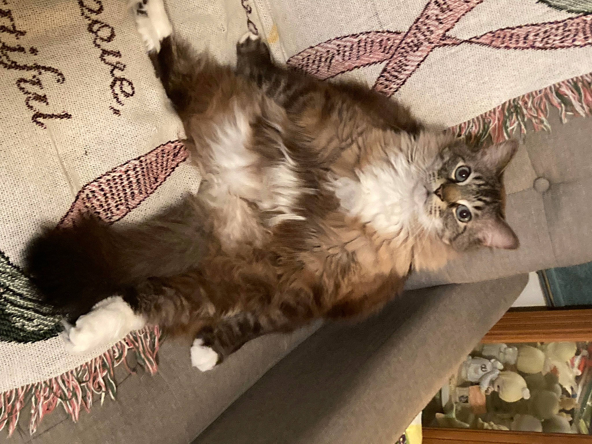 Troubles is registered to the contest to win money with this photo: canidae, carnivore, cat, claw, comfort, companion_dog, domestic_short_haired_cat, fawn, felidae, fur, mammal, pattern, paw, small_to_medium_sized_cats, tail, whiskers, wood