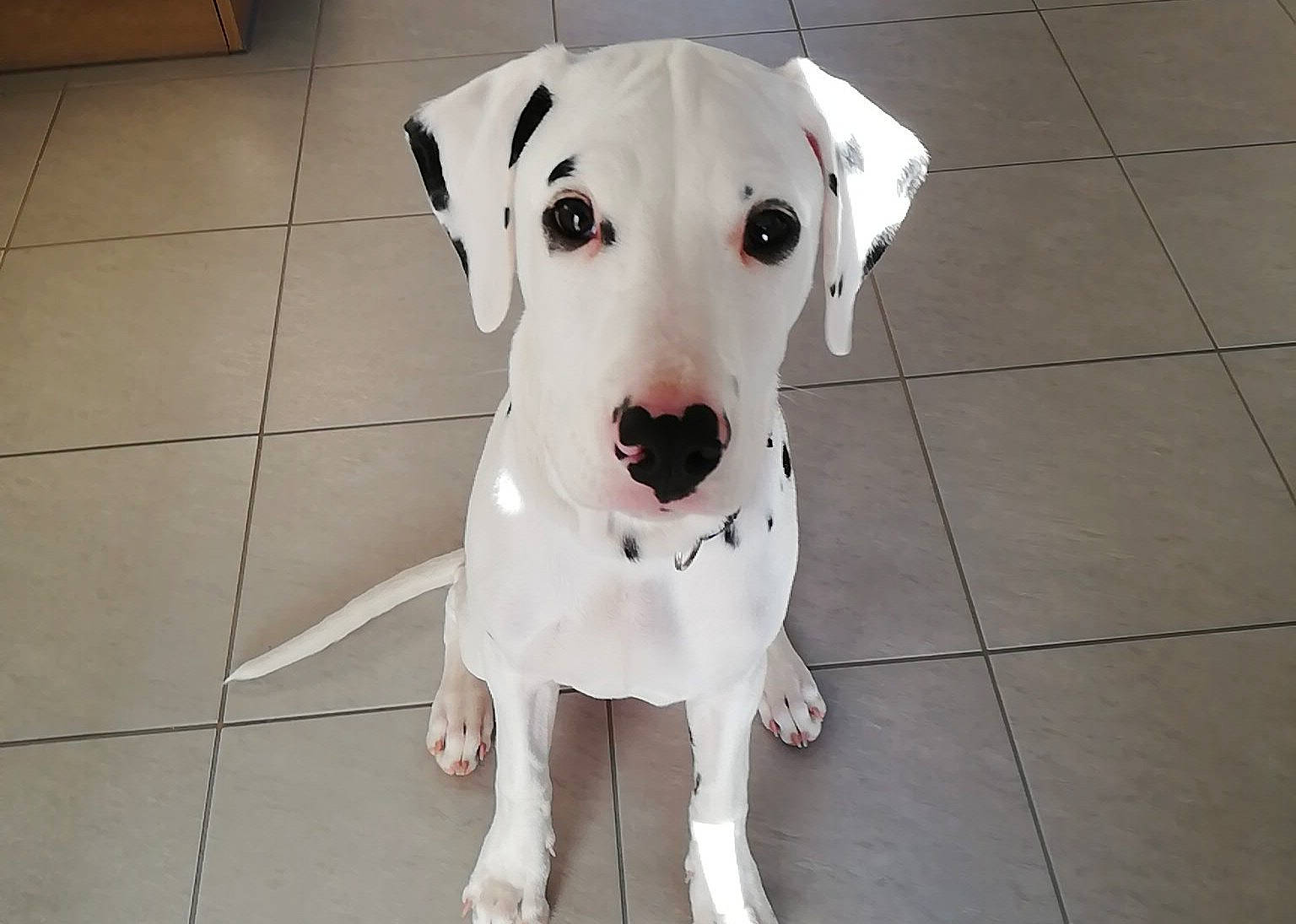 Pongo a rejoint le concours — aidez-le/la à gagner de superbes lots ! bully_kutta, canidae, carnivore, companion_dog, dalmatian, dog, dog_breed, dogo_argentino, dogo_guatemalteco, guard_dog, gull_terr, mammal, non_sporting_group, old_english_terrier, rare_breed_dog, snout, sporting_group, tail, vertebrate, white