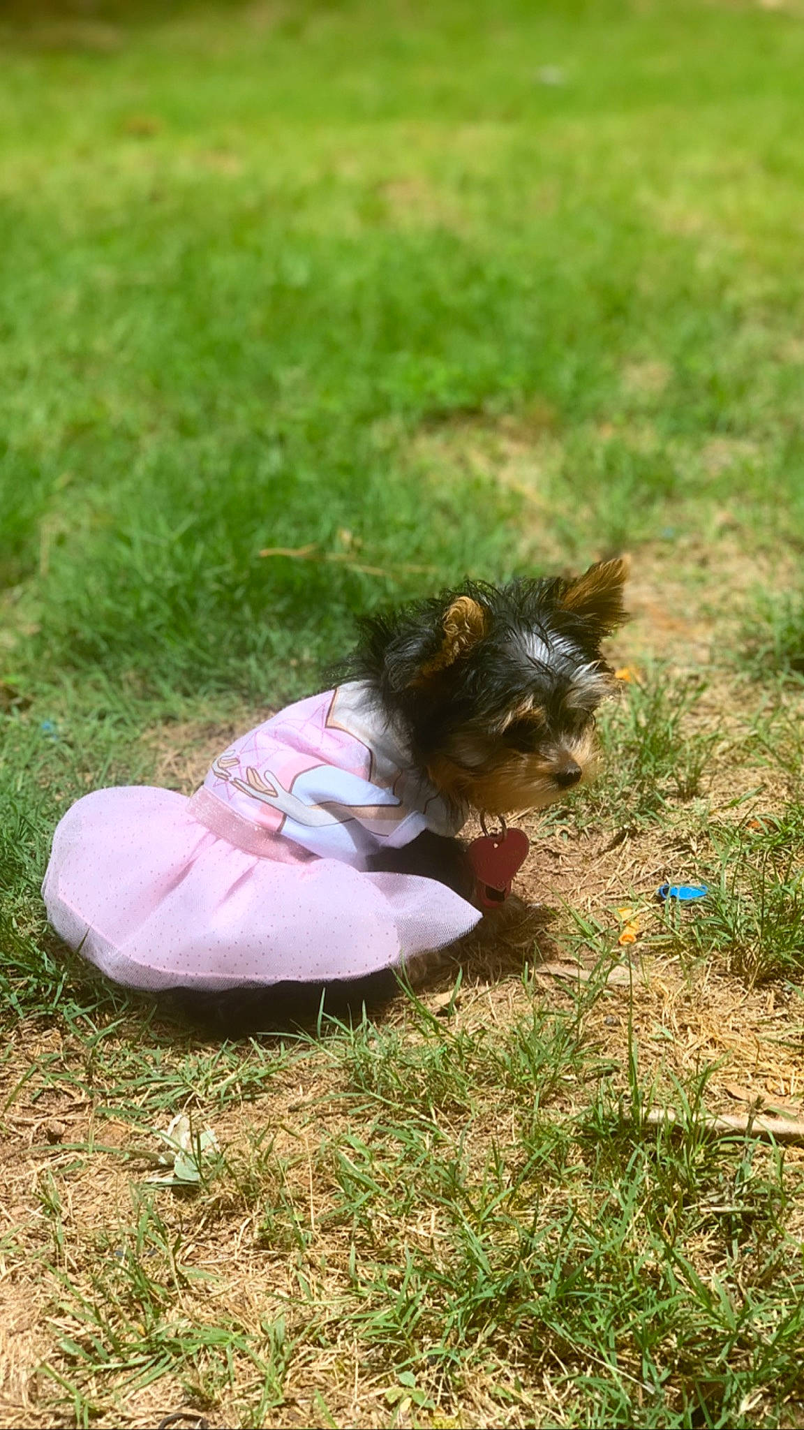 Bella Zoey is registered to the contest to win money with this photo: canidae, carnivore, companion_dog, dog, dog_breed, fawn, grass, lawn, morkie, puppy, small_terrier, sporting_group, terrier, toy_dog, yorkshire_terrier