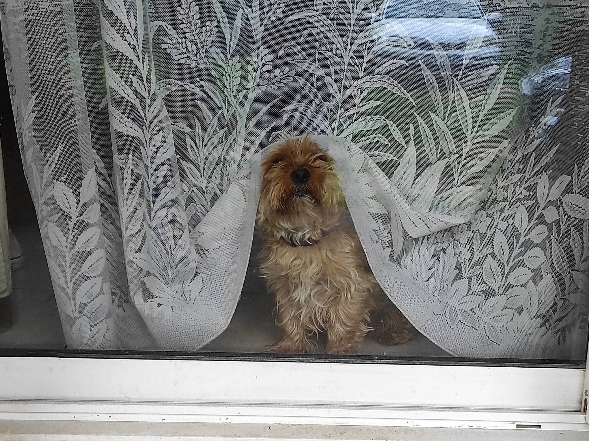 Toby participe au concours pour gagner de l'argent avec cette photo : art, automotive_exterior, carnivore, companion_dog, dog, glass, illustration, lion, liver, painting, palm_tree, plant, rectangle, relief, snout, sporting_group, vehicle_door, visual_arts, wildlife, wood