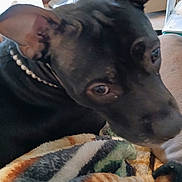 Zoey joined the competition — help win amazing prizes! animal, black_dog, blanket, close_up, collar, cozy, curious, dog, ears, face, furniture, household_items, indoor, looking, mammal, pet, portrait, resting, shelf, soft_texture