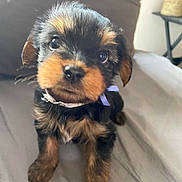 Tia a rejoint le concours — aidez-le/la à gagner de superbes lots ! puppy, dog, close_up, cute, fluffy, ribbon, pet, animal, young, indoors, soft_surface, brown, black, fur, sitting, curious, adorable, face, portrait, cozy