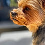 Tia participe au concours pour gagner de l'argent avec cette photo : dog, close_up, profile, pet, fur, brown, golden, nose, whiskers, animal, portrait, outdoor, canine, soft_light, blurred_background, cute, small_dog, side_view, focused, adorable