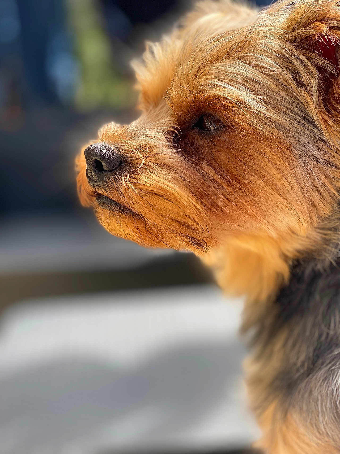 Tia