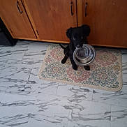 Smokey is registered to the contest to win money with this photo: puppy, dog, black_dog, kitchen, wooden_cabinet, rug, floor, tile_floor, metal_bowl, pet, indoor, waiting, cute, animal, young_dog, domestic, flooring, household, canine, empty_bowl