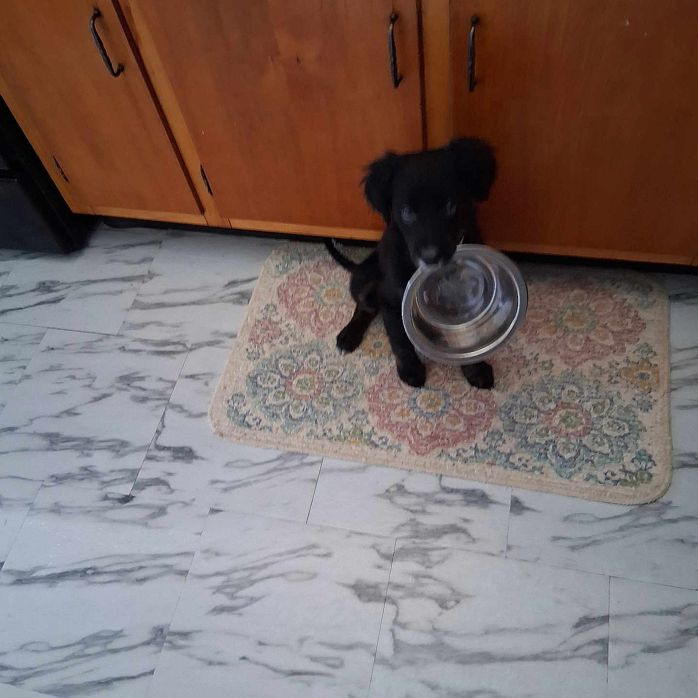 Smokey is registered to the contest to win money with this photo: animal, black_dog, canine, cute, dog, domestic, empty_bowl, floor, flooring, household, indoor, kitchen, metal_bowl, pet, puppy, rug, tile_floor, waiting, wooden_cabinet, young_dog