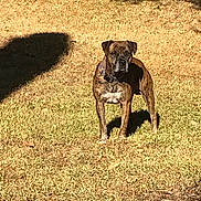 Chunk joined the competition — help win amazing prizes! alert, animal, brindle_coat, brown, canine, collar, daytime, dog, field, grass, mammal, nature, outdoor, park, pet, shadow, standing, sunlight, watchful, yard