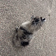 Arès participe au concours pour gagner de l'argent avec cette photo : dog, fluffy, sitting, outdoor, gravel, grey, black, fur, pet, animal, canine, side_view, small_dog, quiet, calm, nature, texture, ground, spot, watching