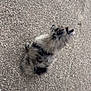 dog, fluffy, sitting, outdoor, gravel, grey, black, fur, pet, animal, canine, side_view, small_dog, quiet, calm, nature, texture, ground, spot, watching