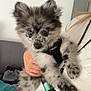 Arès participe au concours pour gagner de l'argent avec cette photo : dog, puppy, person, glasses, white_shirt, hand, black_harness, fur, indoor, couch, clothing, face, pet, animal, holding, cute, small, speckled, furry, curious