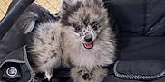 Arès a rejoint le concours — aidez-le/la à gagner de superbes lots ! puppy, dog, stroller, black, happy, fur, cute, pet, indoor, floor, tile, animal, young, smiling, playful, seat, wheel, water_bottle, caged_area, crossed_paws