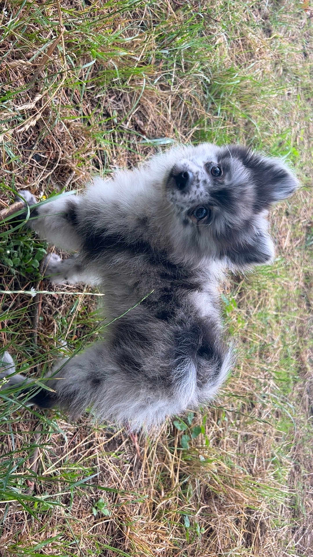 Arès a rejoint le concours — aidez-le/la à gagner de superbes lots ! puppy, dog, outdoor, grass, fur, animal, pet, curious, nature, young, canine, playful, speckled, ears, tail, walking, field, cute, fluffy, looking_back