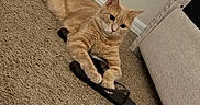 Dunkin is registered to the contest to win money with this photo: animal, carpet, cat, claw, clothing_accessory, curious, cute, domestic, floor, furniture, indoor, mammal, orange_tabby, paw, pet, playful, relaxed, resting, sandal, whiskers