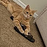 animal, carpet, cat, claw, clothing_accessory, curious, cute, domestic, floor, furniture, indoor, mammal, orange_tabby, paw, pet, playful, relaxed, resting, sandal, whiskers