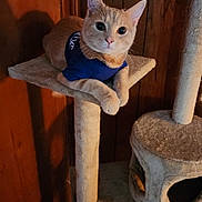 Dunkin is registered to the contest to win money with this photo: cat, cat_tree, orange_cat, indoor, pet, feline, wood_paneling, blue_shirt, curious, relaxed, animal, fur, whiskers, ears, paws, sitting, looking, cozy, home, pet_furniture