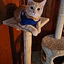 cat, cat_tree, orange_cat, indoor, pet, feline, wood_paneling, blue_shirt, curious, relaxed, animal, fur, whiskers, ears, paws, sitting, looking, cozy, home, pet_furniture