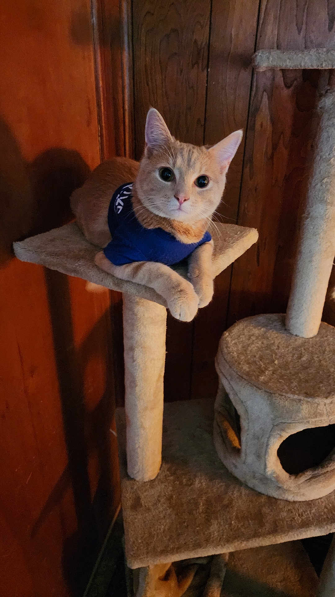 Dunkin is registered to the contest to win money with this photo: cat, cat_tree, orange_cat, indoor, pet, feline, wood_paneling, blue_shirt, curious, relaxed, animal, fur, whiskers, ears, paws, sitting, looking, cozy, home, pet_furniture