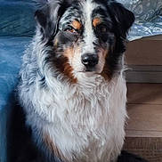 Saiko a rejoint le concours — aidez-le/la à gagner de superbes lots ! australian_shepherd, dog, pet, indoor, christmas_tree, decorations, lights, wrapped_presents, fur, sitting, animal, canine, floor, carpet, calm, portrait, houseplant, furniture, black, white