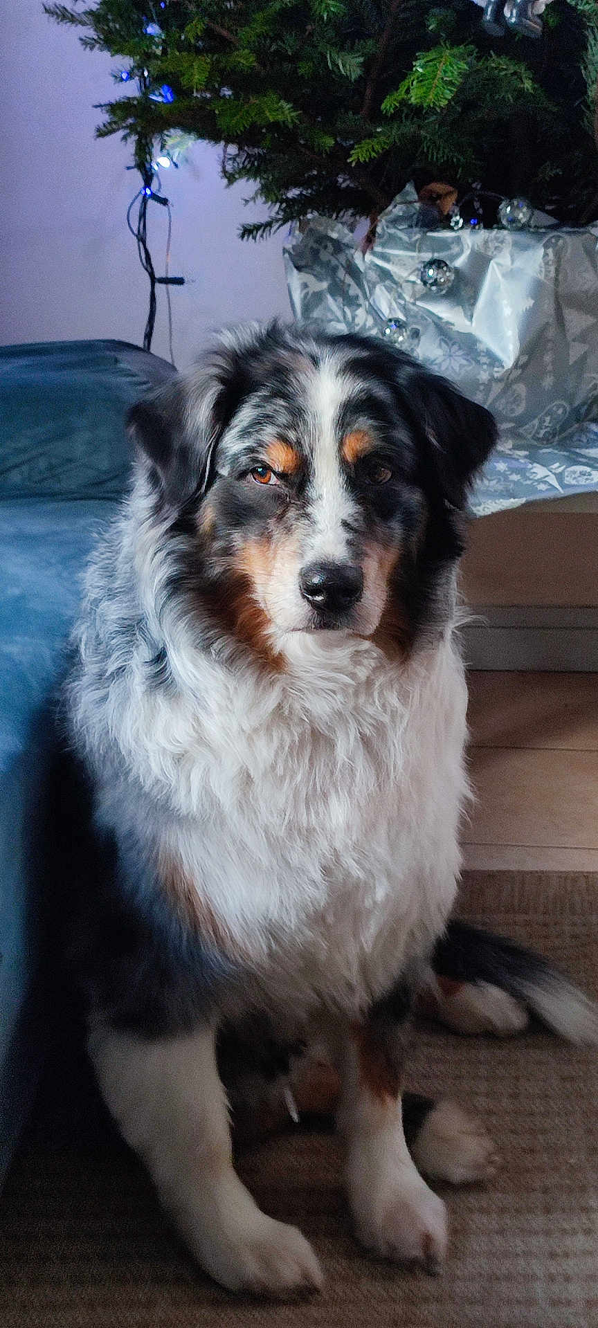 Saiko a rejoint le concours — aidez-le/la à gagner de superbes lots ! australian_shepherd, dog, pet, indoor, christmas_tree, decorations, lights, wrapped_presents, fur, sitting, animal, canine, floor, carpet, calm, portrait, houseplant, furniture, black, white