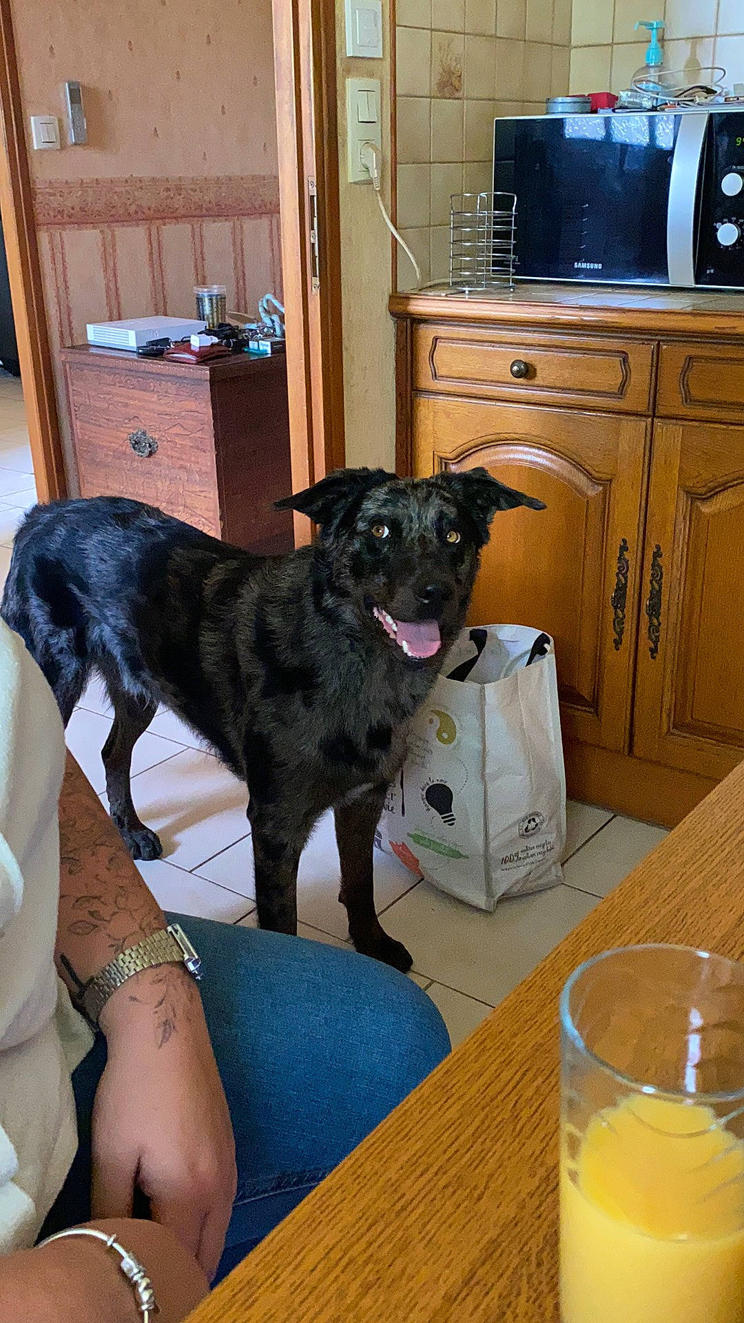 Phalco participe au concours pour gagner de l'argent avec cette photo : cabinetry, carnivore, companion_dog, countertop, cupboard, dog, dog_breed, drawer, floor, flooring, hardwood, home_appliance, juice, kitchen, kitchen_appliance, passion_fruit_juice, room, squash, tableware, wood