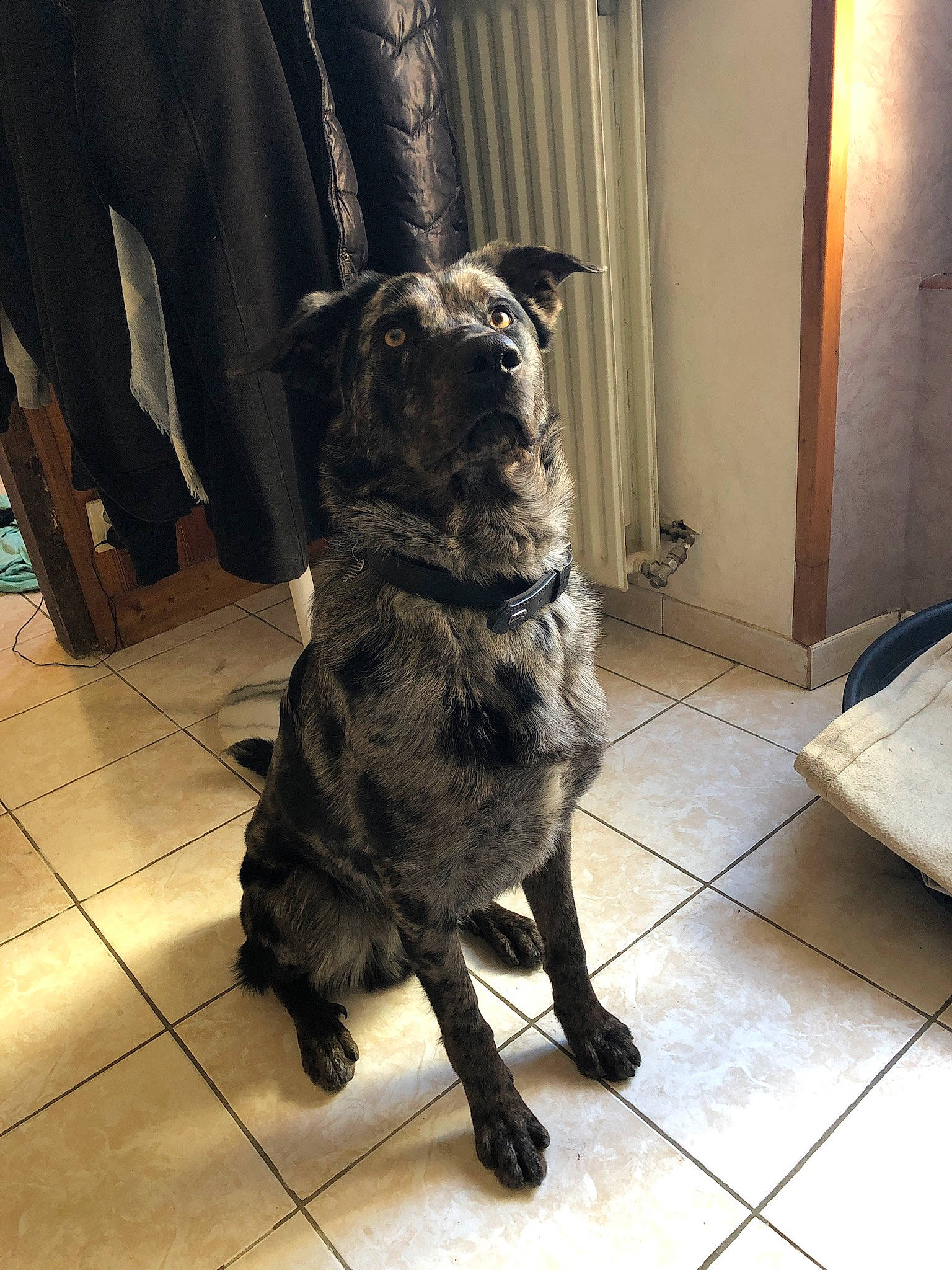 Phalco participe au concours pour gagner de l'argent avec cette photo : borador, canidae, carnivore, collar, companion_dog, dog, dog_breed, dog_collar, fawn, felidae, flooring, fur, guard_dog, leash, pug, snout, tail, whiskers, working_animal, working_dog