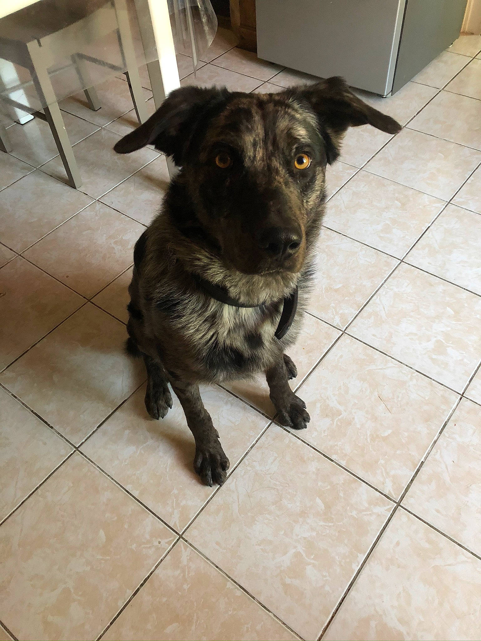 Phalco participe au concours pour gagner de l'argent avec cette photo : borador, canidae, carnivore, companion_dog, dog, dog_breed, floor, flooring, fur, guard_dog, paw, snout, sporting_group, street_dog, tail, tile, tile_flooring, whiskers, working_animal, working_dog