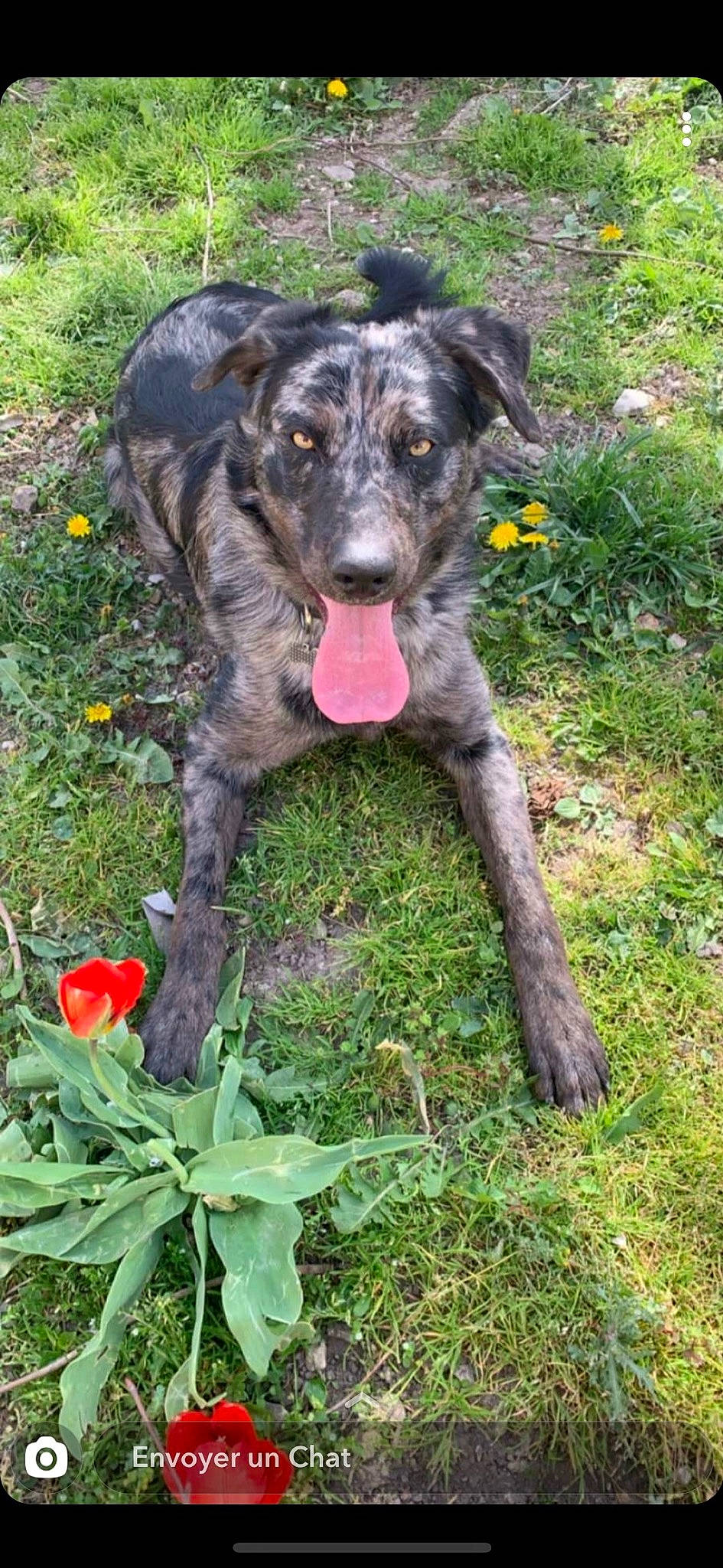 Phalco participe au concours pour gagner de l'argent avec cette photo : annual_plant, borador, canidae, carnivore, companion_dog, coquelicot, dog, dog_breed, flower, grass, groundcover, herbaceous_plant, petal, plant, snout, soil, sporting_group, tail, working_animal, working_dog