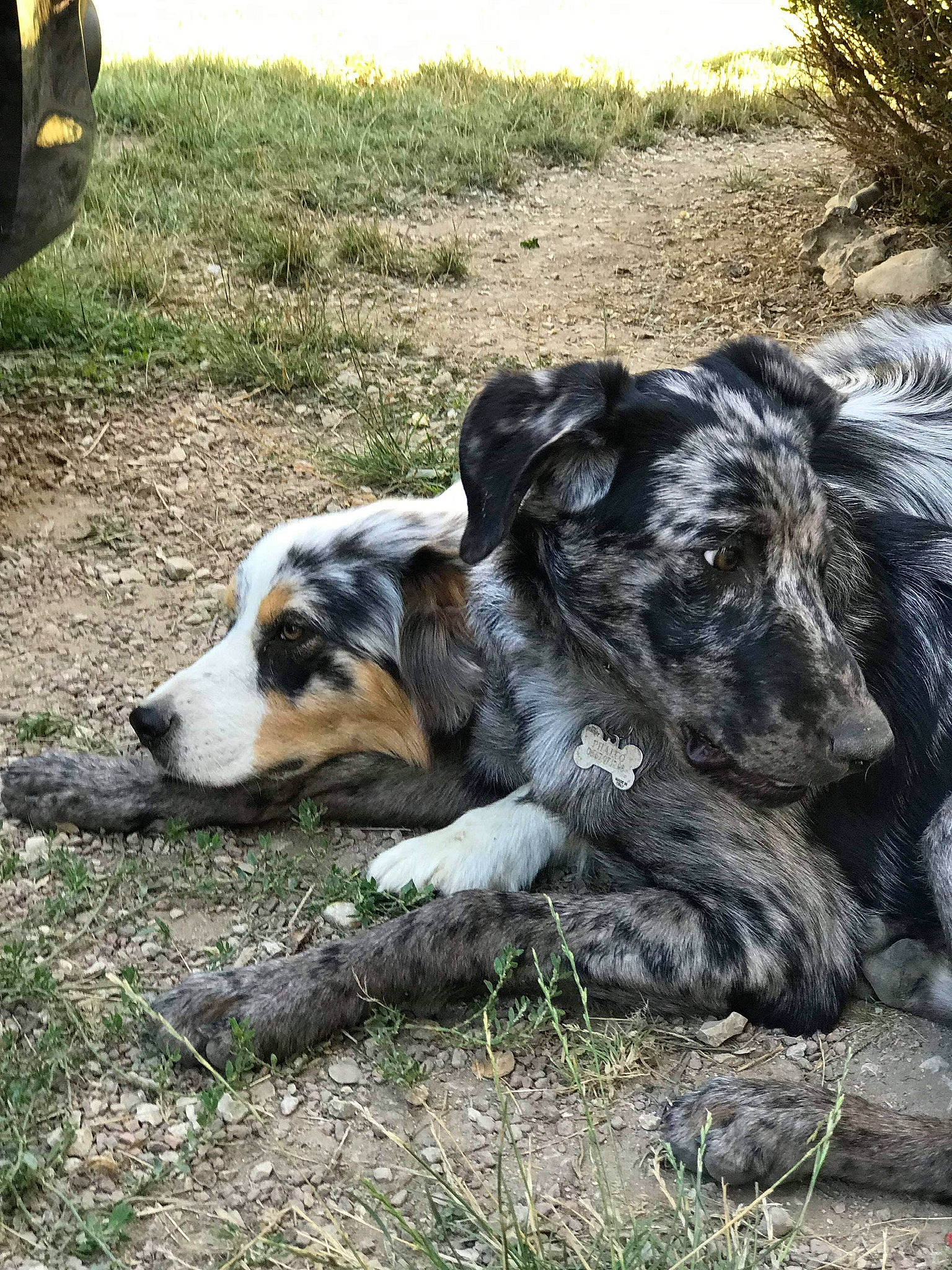 Phalco participe au concours pour gagner de l'argent avec cette photo : australian_cattle_dog, canidae, carnivore, companion_dog, dog, dog_breed, dogo_sardesco, fawn, fur, grass, herding_dog, landscape, plant, snout, soil, sporting_group, street_dog, terrestrial_animal, working_animal, working_dog