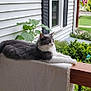 Tootsie is registered to the contest to win money with this photo: cat, gray_cat, white_cat, balcony, wooden_railing, rug, plant_pot, greenery, garden, outdoor, house_siding, window, bushes, tree, daylight, residential_area, relaxed, pet, animal, nature