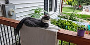 Tootsie joined the competition — help win amazing prizes! cat, animal, pet, feline, fluffy, gray, white, porch, railing, rug, plant, flower_pot, greenery, outdoor, house, window, garden, daylight, relaxing, sitting