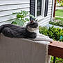 cat, animal, pet, feline, fluffy, gray, white, porch, railing, rug, plant, flower_pot, greenery, outdoor, house, window, garden, daylight, relaxing, sitting