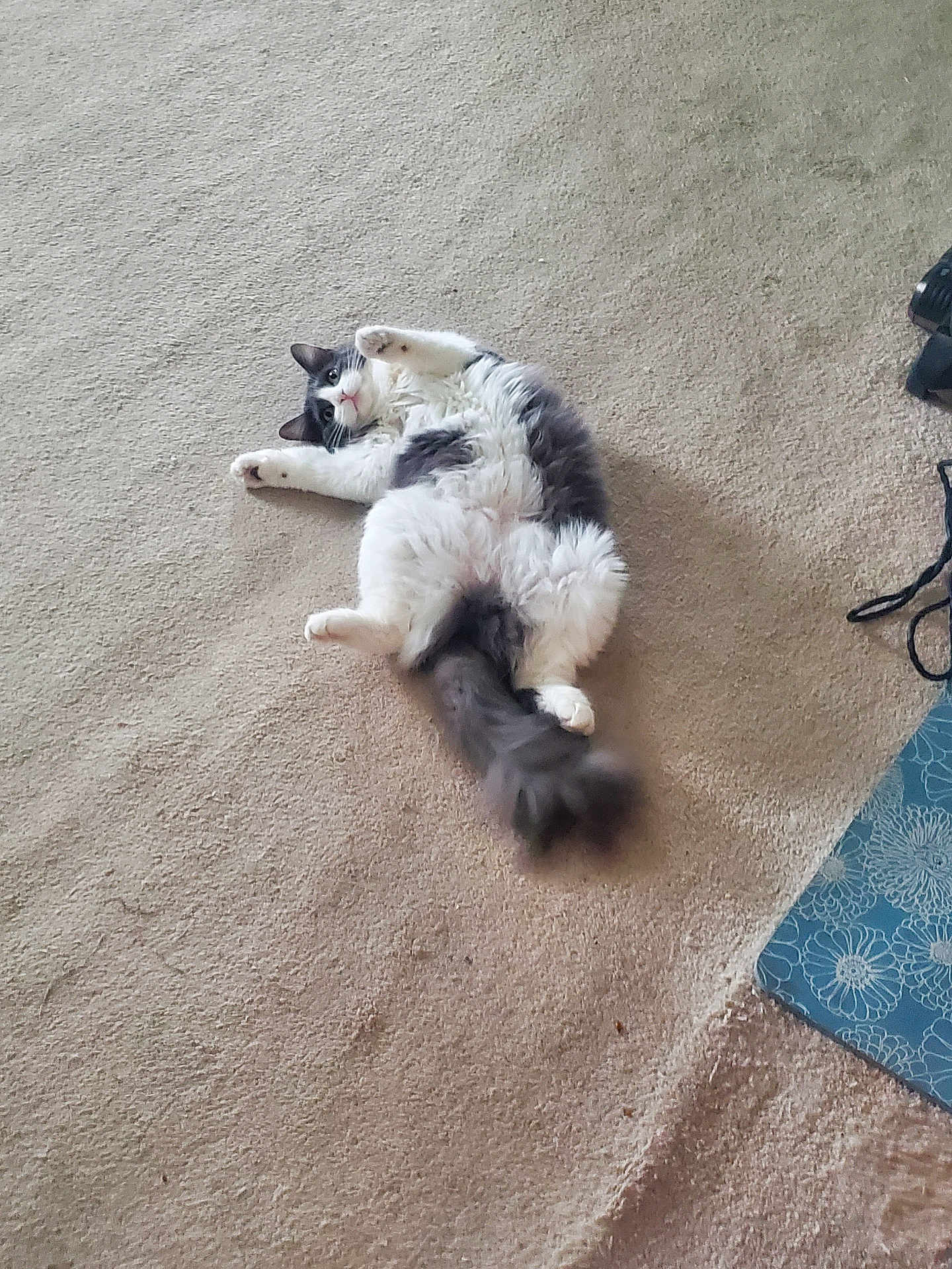 Tootsie