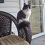 cat, wicker_chair, porch, cushion, furniture, pet, animal, gray_and_white, fluffy, indoor_outdoor, curious, perched, armrest, door, glass, reflection, carpet, daylight, cozy, quiet