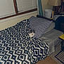 cat, blanket, couch, pillow, indoor, window, curtain, lamp, floor, wood_floor, patterned_blanket, gray_cat, white_cat, home_interior, cozy, furniture, houseplant, table, container, relaxed