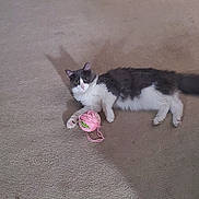 Tootsie is registered to the contest to win money with this photo: cat, gray_and_white, yarn, ball_of_yarn, carpet, indoor, furniture, wooden_chest, teddy_bears, floor, playful, pet, animal, relaxed, lying_down, cute, whiskers, ears, tail, eyes