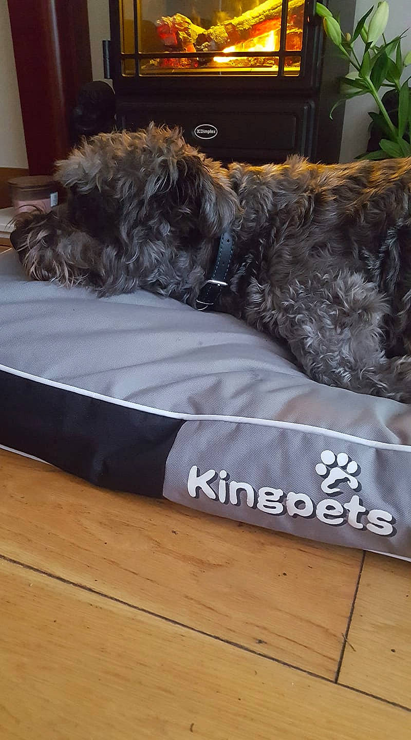 Edward is registered to the contest to win money with this photo: bed_frame, bedding, bedroom, comfort, companion_dog, couch, dog, duvet, floor, flooring, fur, grey, hardwood, laminate_flooring, linens, living_room, pillow, studio_couch, wood, wood_flooring