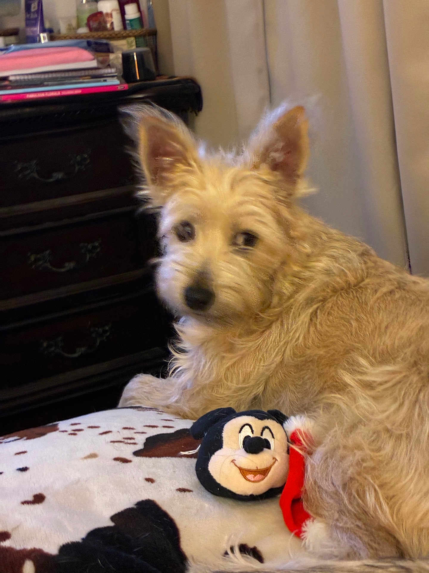 Lil Bro is registered to the contest to win money with this photo: dog, pet, tan_dog, scruffy_fur, looking_back, ears_up, black_nose, plush_toy, cartoon_plush, blanket, bed, nightstand, books, papers, curtain, indoor, cozy, portrait, closeup, furniture