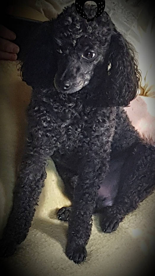 Zephir participe au concours pour gagner de l'argent avec cette photo : american_water_spaniel, canidae, carnivore, companion_dog, curly_coated_retriever, dog, dog_breed, irish_water_spaniel, mammal, miniature_poodle, non_sporting_group, poodle, sporting_group, standard_poodle, toy_dog, toy_poodle, vertebrate, water_dog