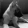 dog, puppy, black_and_white, indoor, floor, paw, fur, pet, animal, canine, lying_down, side_view, texture, expression, young, ears, nose, close_up, quiet, home