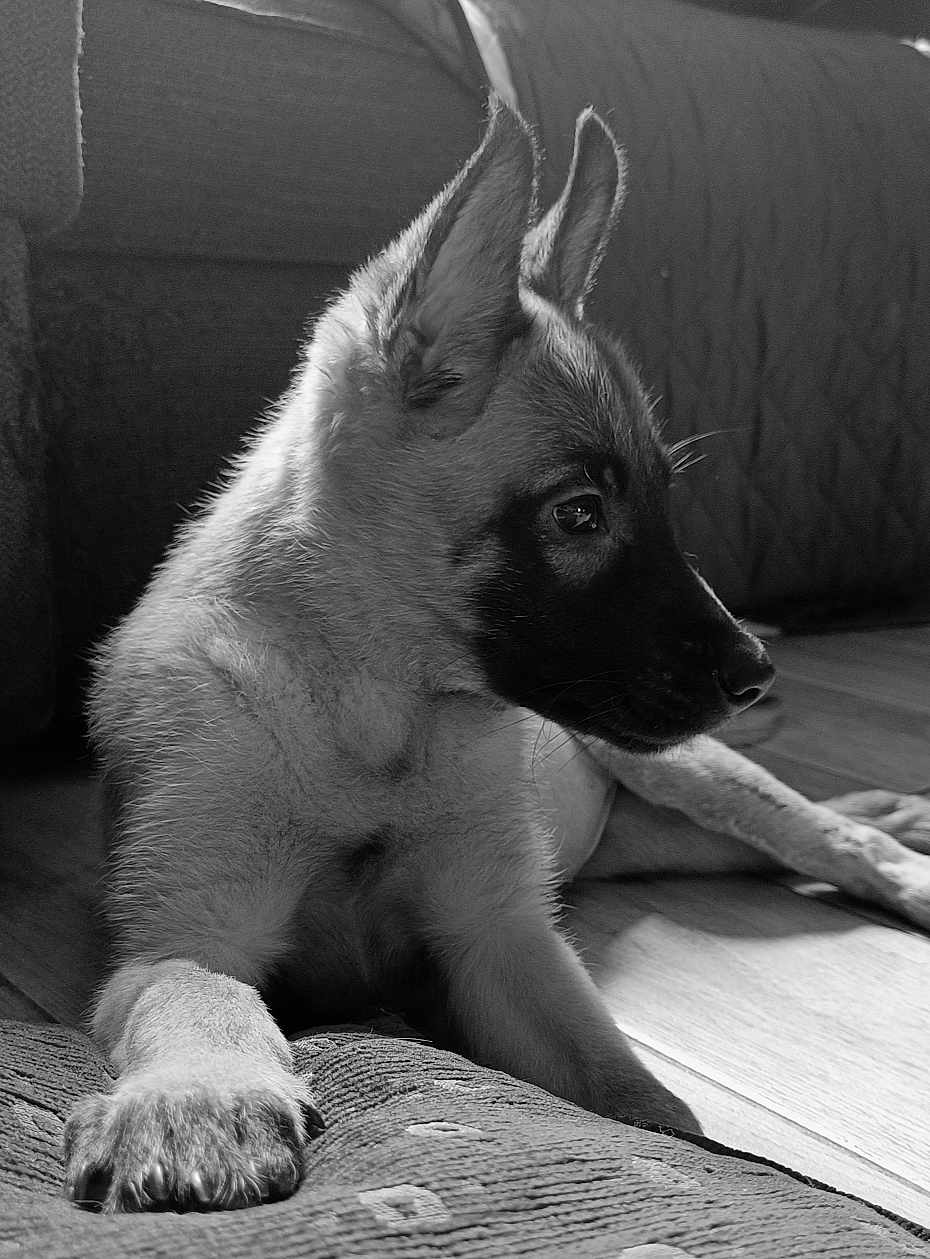 Arya