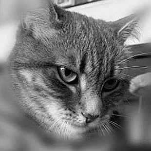 Moumouse