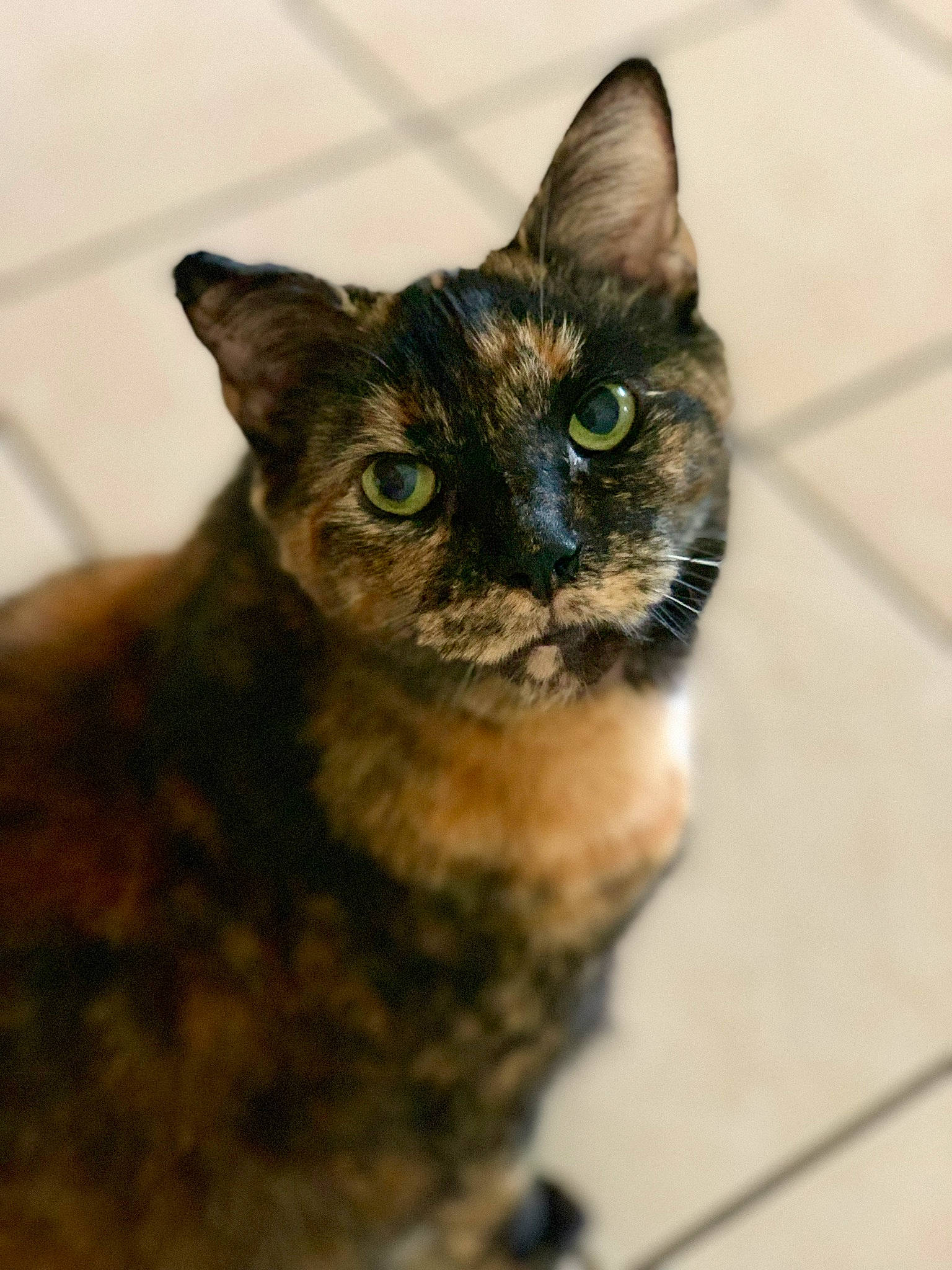 Rikku is registered to the contest to win money with this photo: aegean_cat, asian, burmese, carnivore, cat, devon_rex, domestic_short_haired_cat, european_shorthair, eye, fawn, felidae, german_rex, iris, mammal, ojos_azules, rex_cat, small_to_medium_sized_cats, snout, vertebrate, whiskers