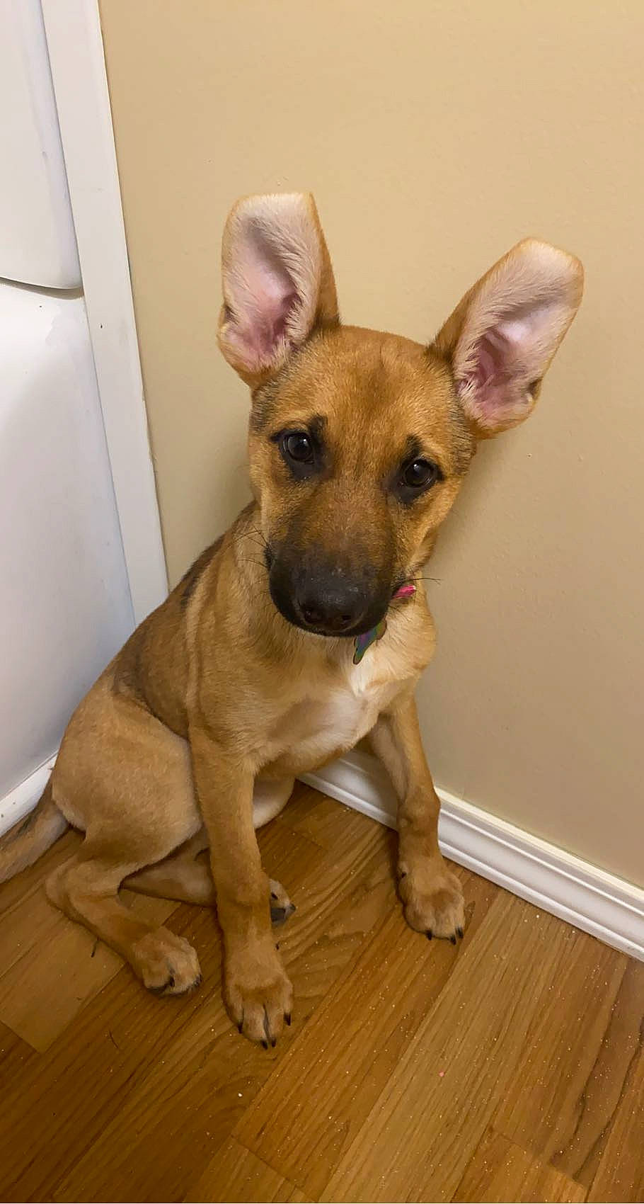 Athena joined the competition — help win amazing prizes! canidae, carnivore, chihuahua, companion_dog, dog, dog_breed, ear, fawn, flooring, fur, hardwood, paw, snout, sporting_group, tail, terrestrial_animal, toy_dog, whiskers, wood, working_animal