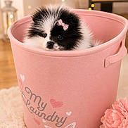 Bella joined the competition — help win amazing prizes! adorable, animal, basket, black_and_white, carpet, close_up, cute, dog, flower, fluffy, hearts, home_decor, indoor, laundry_basket, pet, pink, pink_bow, puppy, resting, soft_lighting