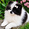 Bella joined the competition — help win amazing prizes! adorable, animal, black_and_white, bow, cute, dog, flower, fluffy, garden, grass, greenery, nature, outdoor, pet, pink_flower, pomeranian, portrait, puppy, small_dog, stone