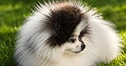 Bella joined the competition — help win amazing prizes! dog, pom, pomernian, fluffy, pet, animal, grass, outdoor, nature, sunlight, portrait, cute, small_dog, fur, canine, relaxing, greenery, garden, daylight, looking_away